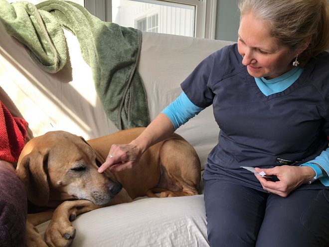Woman in navy scrubs gently petting a sleeping brown dog on a couch by a sunlit window.