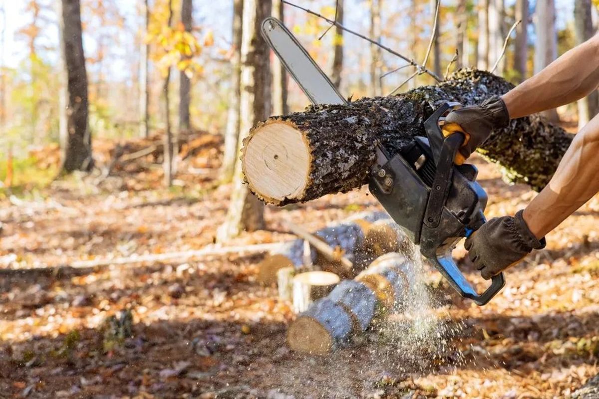 Chainsaw cutting a log in a wooded area, with wood chips flying during tree clearing.