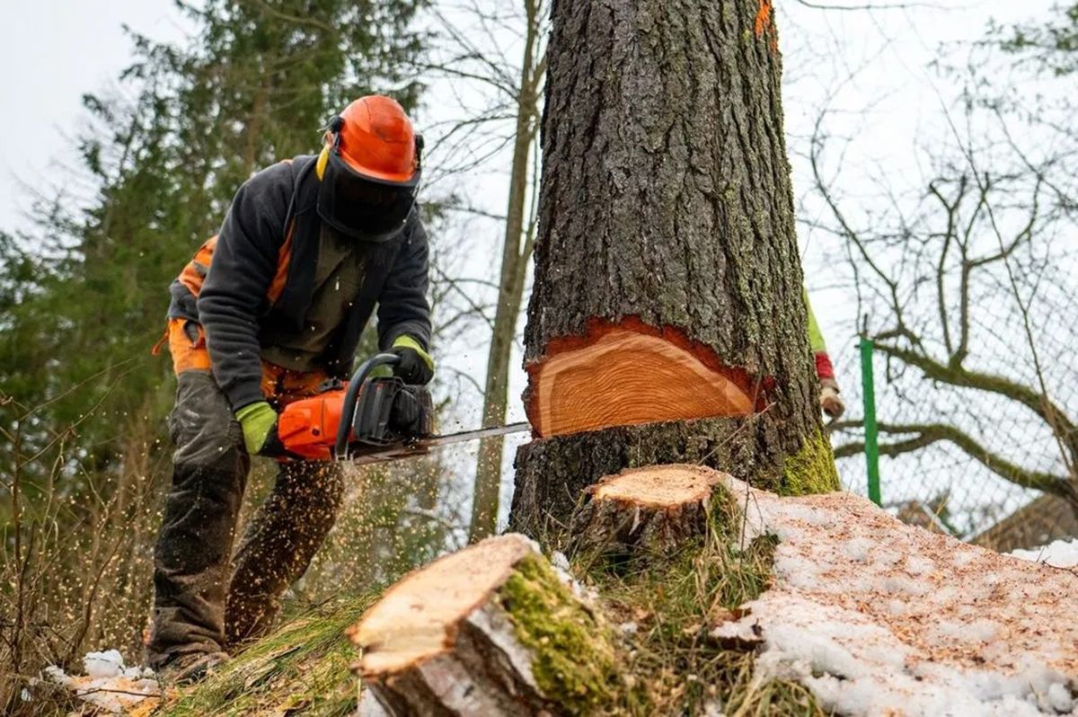 Worker in orange helmet chainsaws a tree trunk outdoors, with fresh cut wood and sawdust nearby.