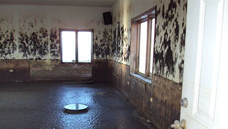 Learn More About Mold Remediation Mold Remediation