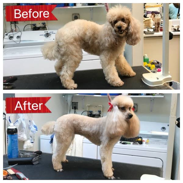 Puppy Love Dog Grooming Photo Gallery | Wellington, FL