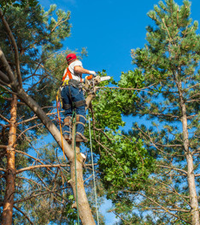 Tree trimming service