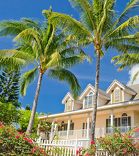 Palm trees