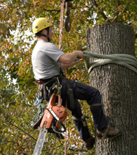 Contractor cutting a tree