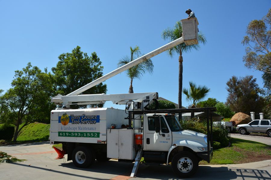 Tree services