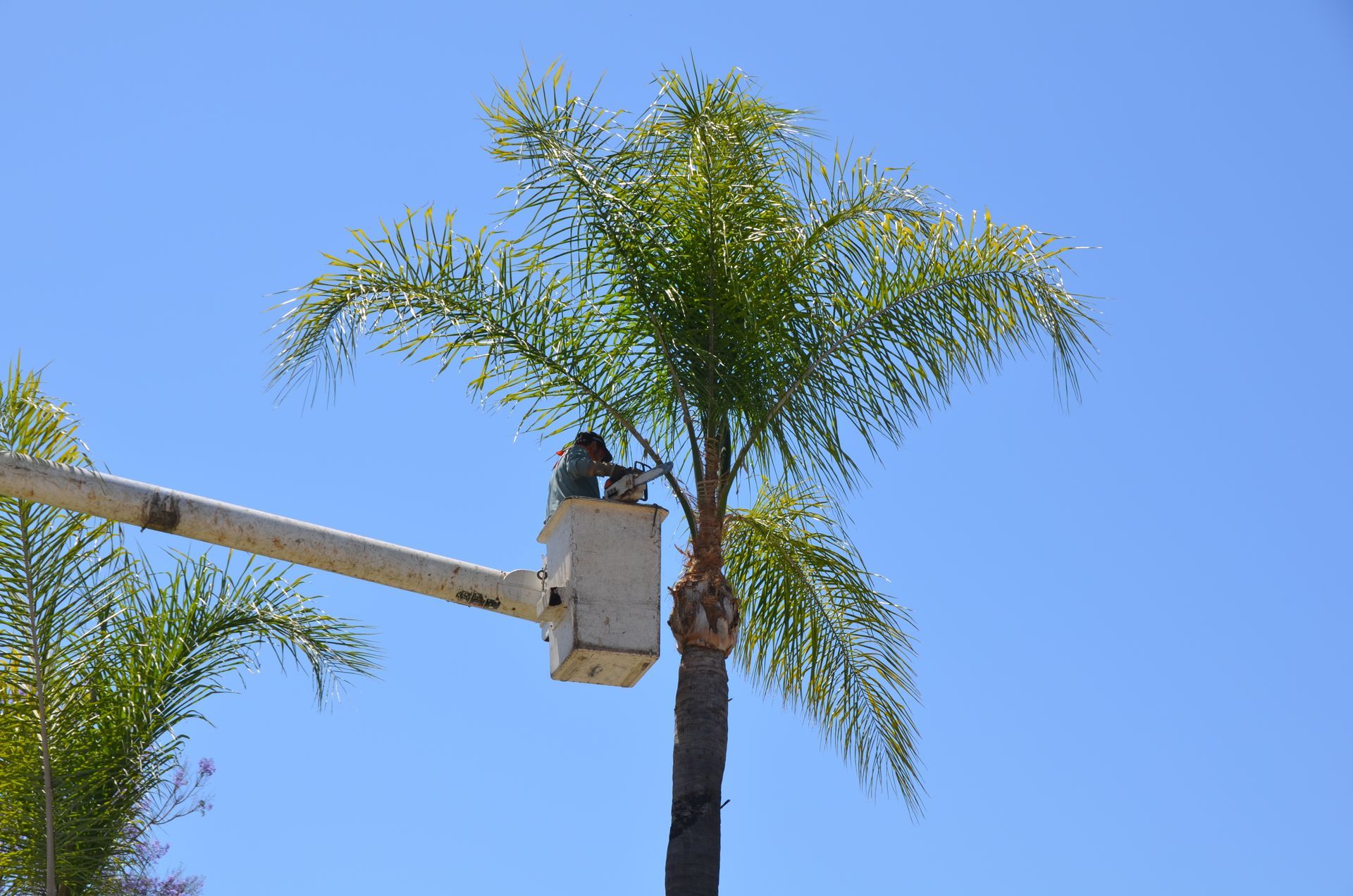 Palm tree