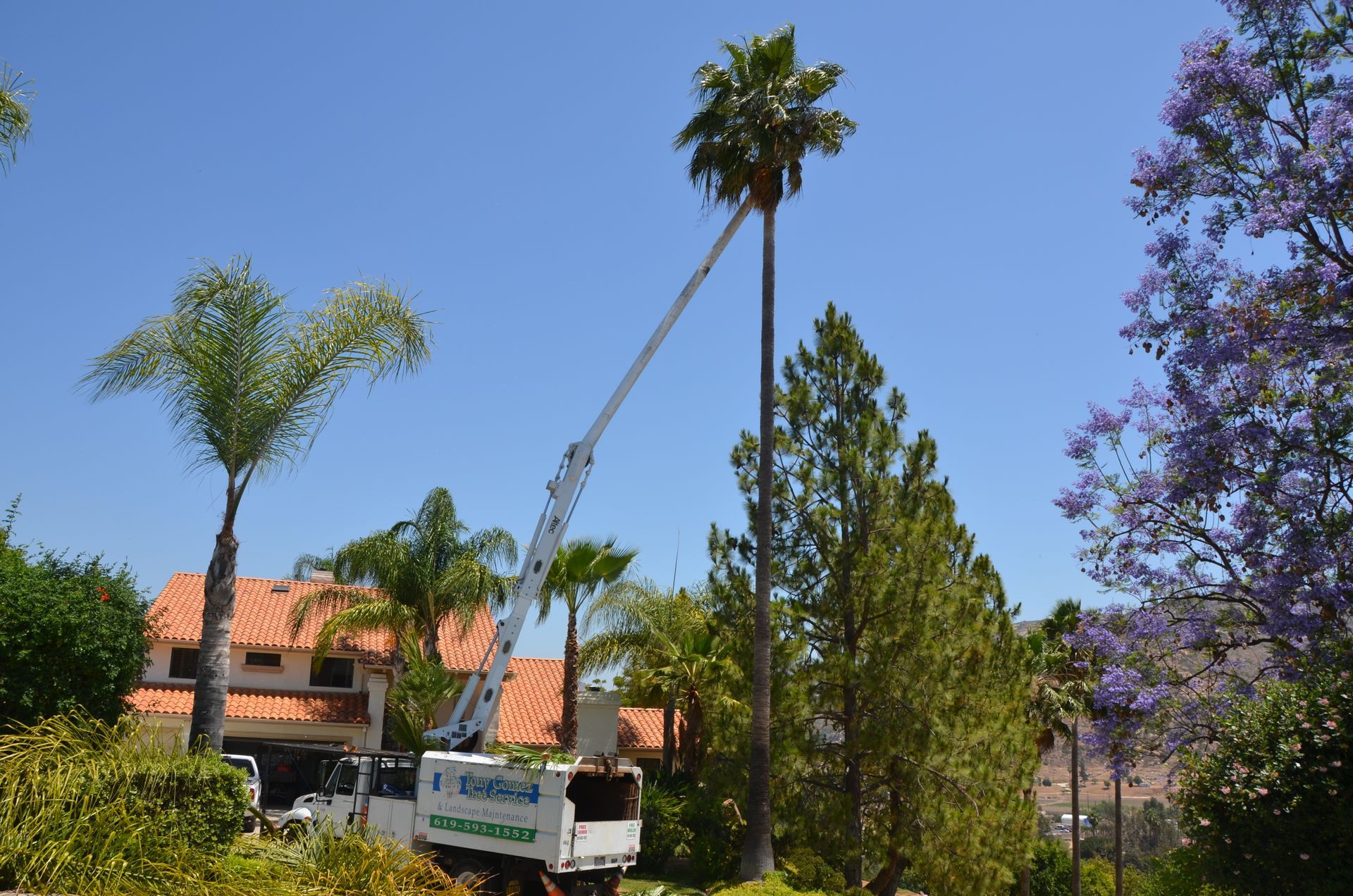 Tree services