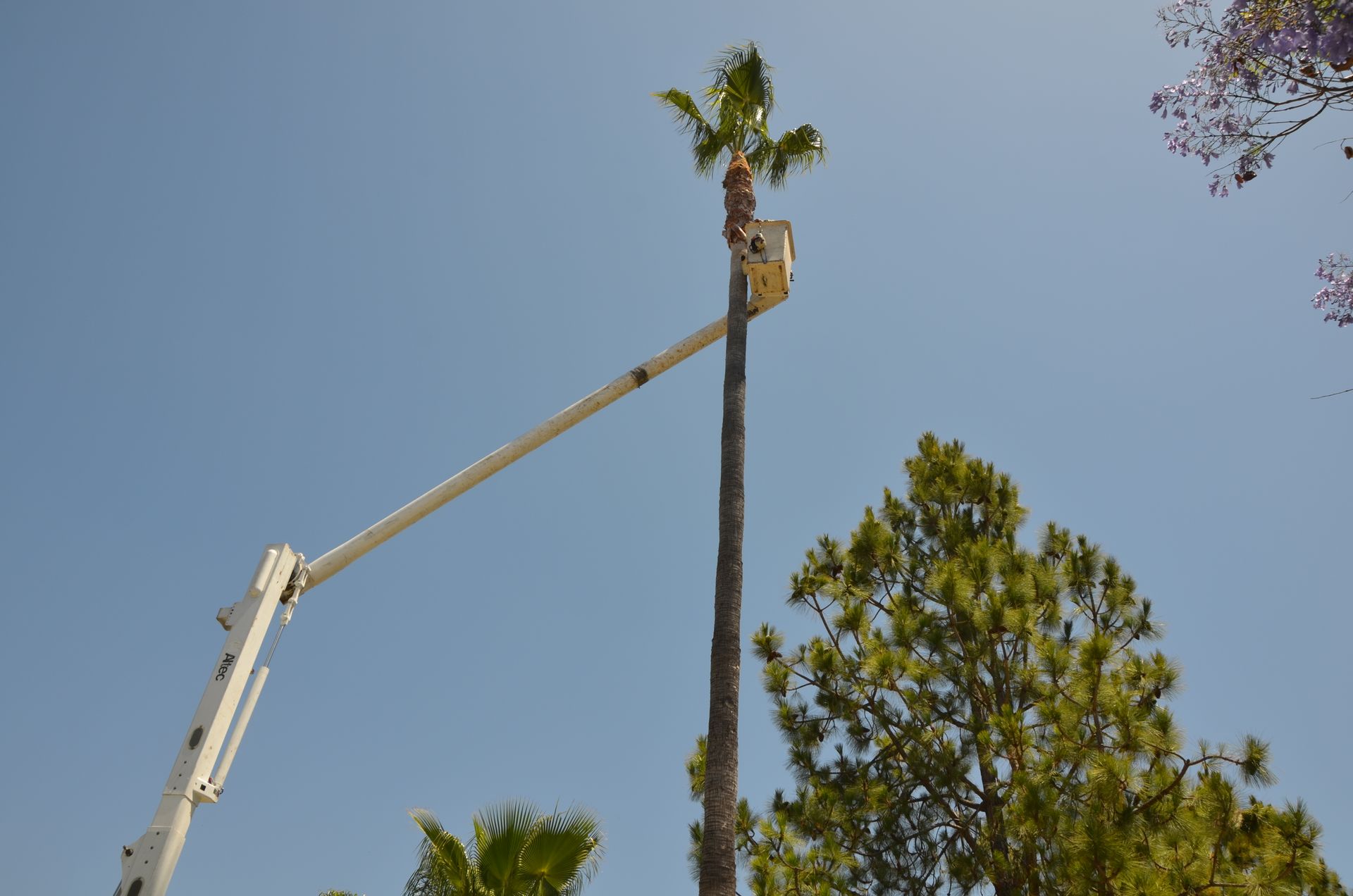 Tree removal