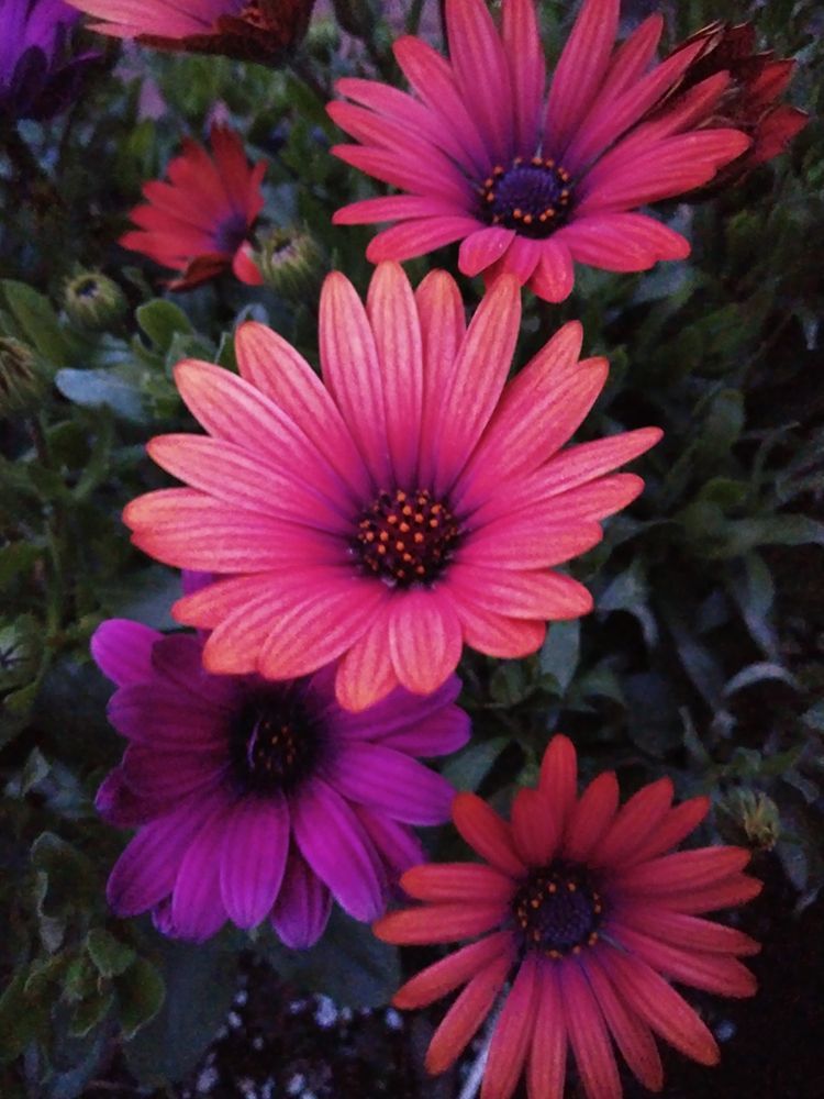 A bunch of pink and purple flowers in a garden