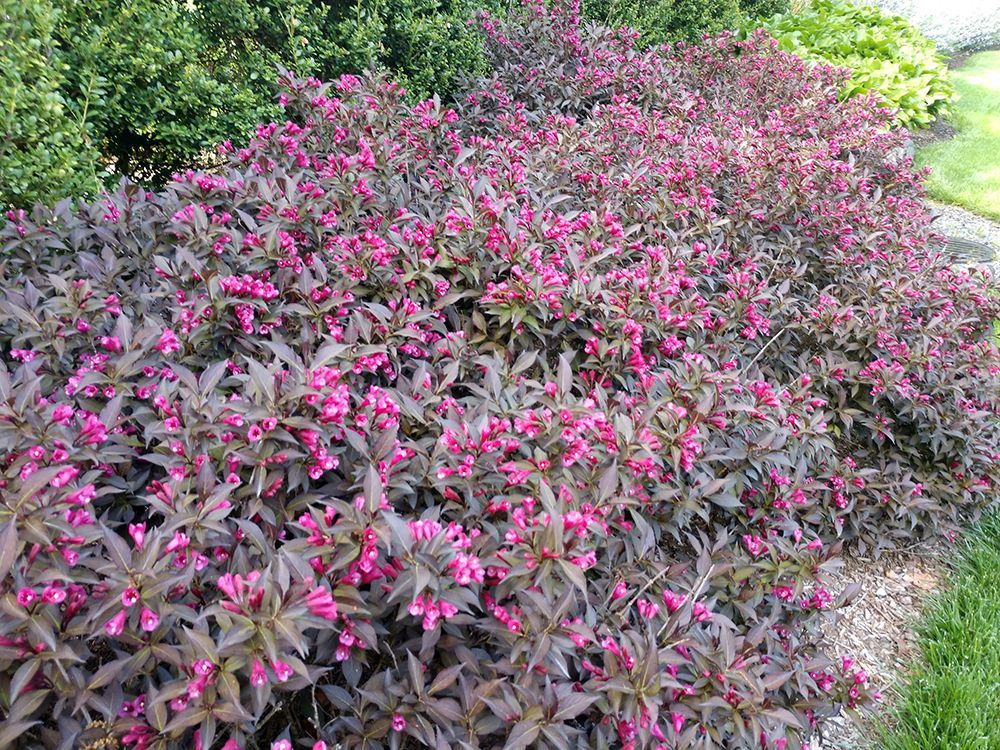 A bush with pink flowers and purple leaves in a garden.