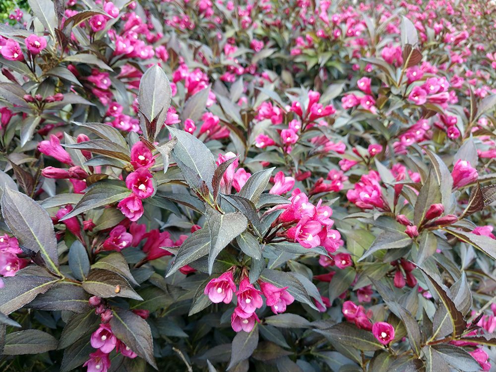A bush with pink flowers and green leaves