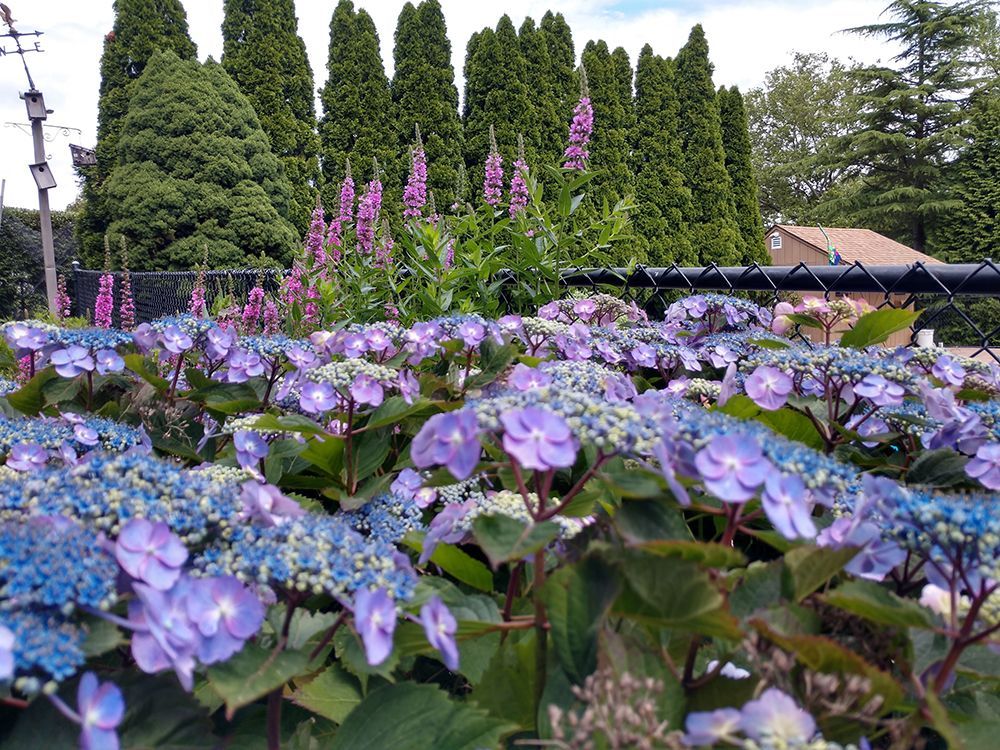 A bunch of purple flowers are growing in a garden.