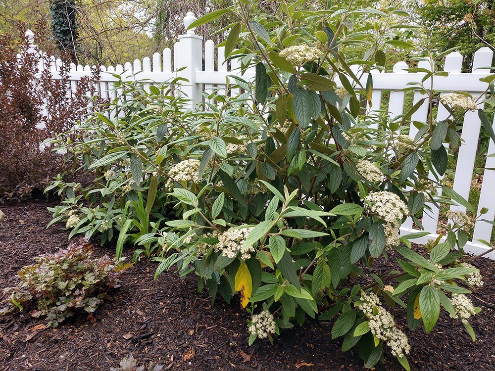 A white picket fence surrounds a bush with white flowers.