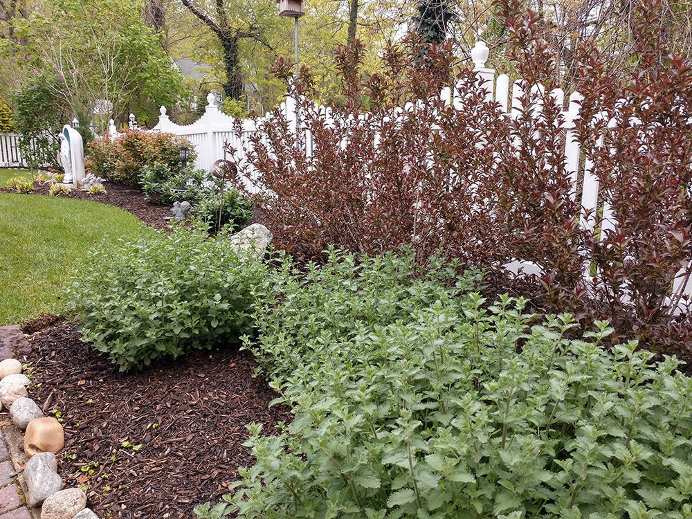 A garden with a white picket fence and lots of plants.