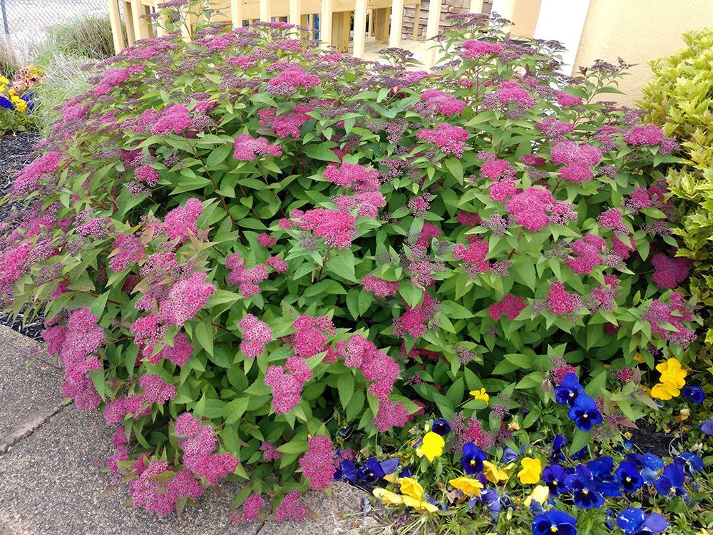 A bush with purple flowers and green leaves in a garden.