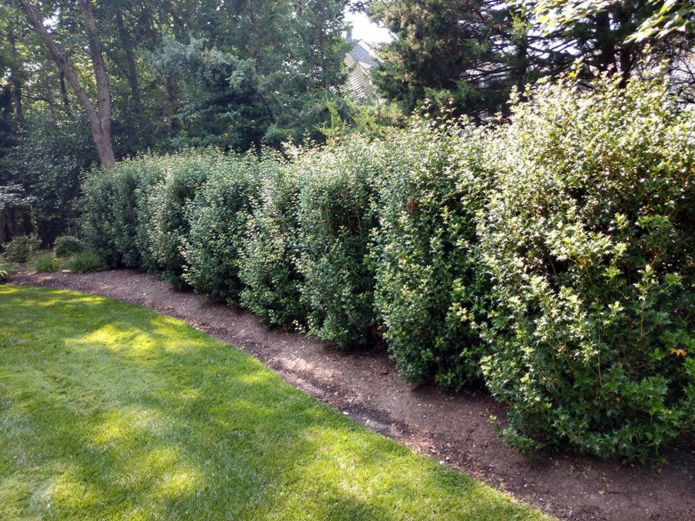 A row of bushes growing in a yard next to a lush green lawn.