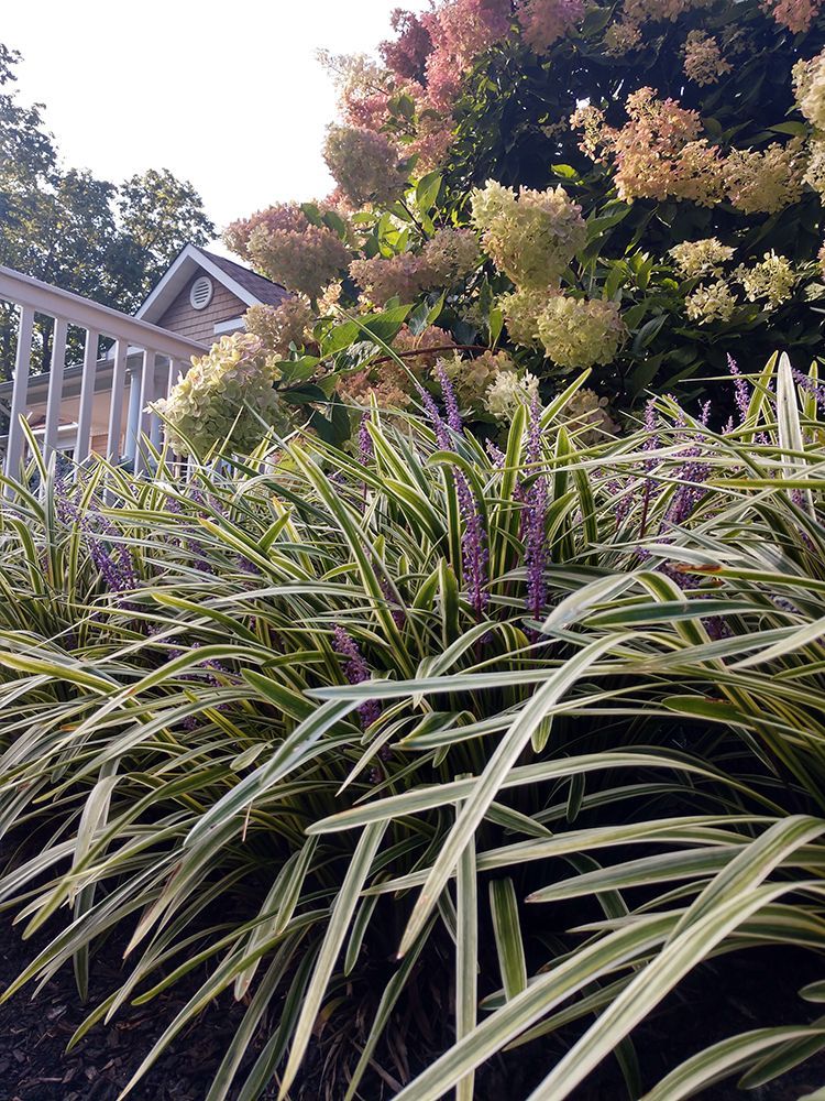 A garden with lots of plants and flowers and a house in the background.