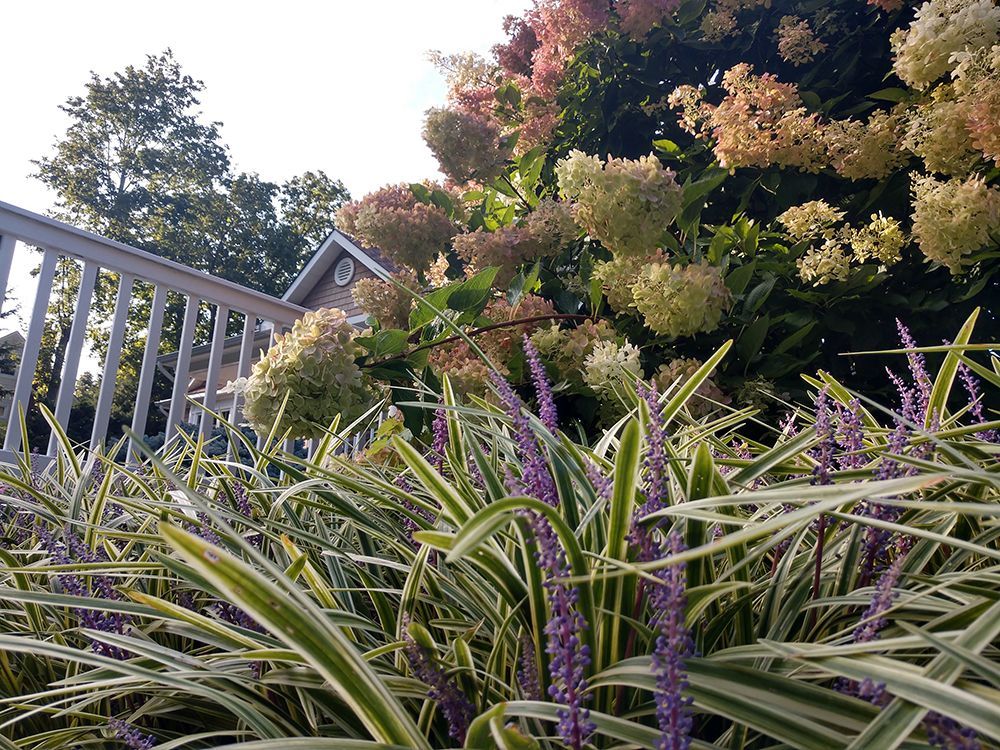 A bush with purple flowers and green leaves in front of a house