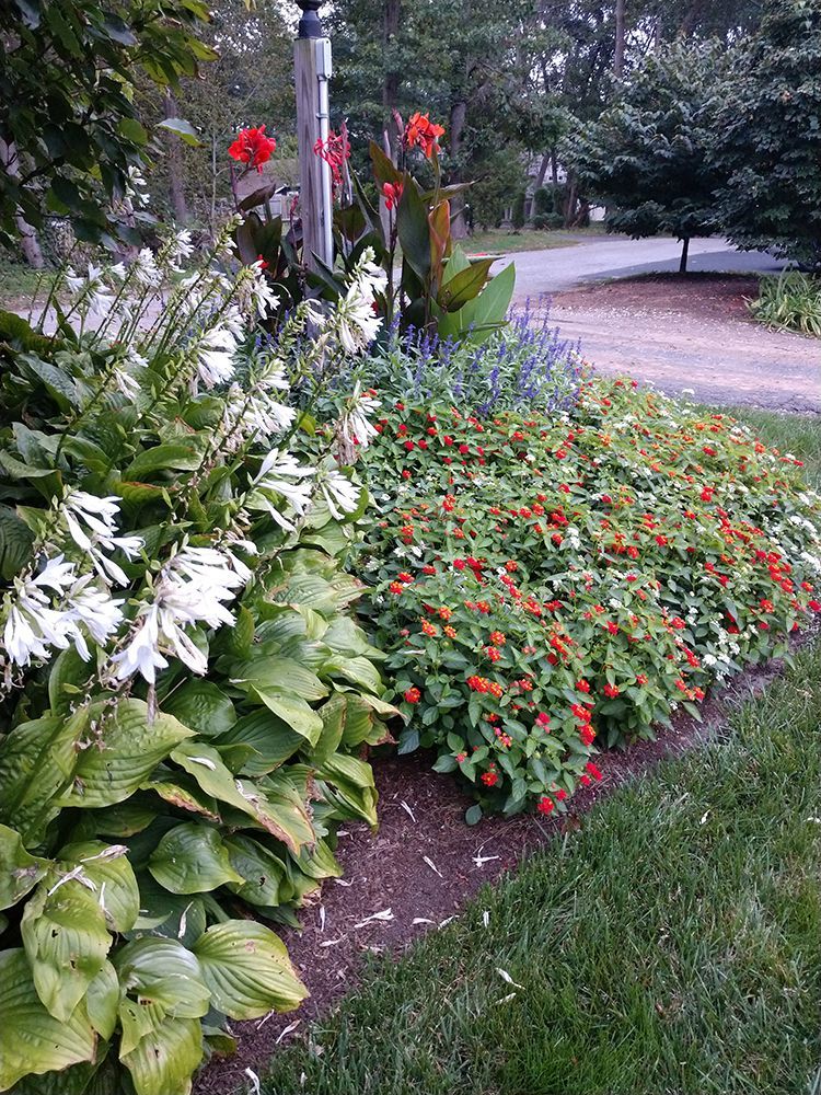 There are many different types of flowers in the garden.