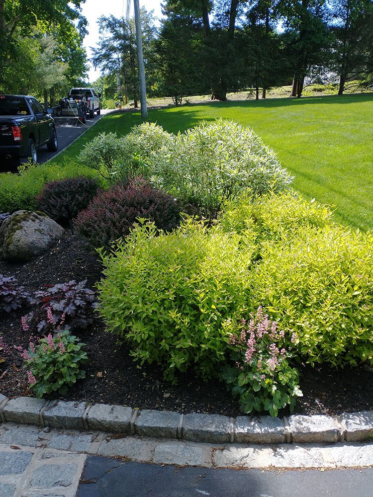 A lush green park with a lot of plants and trees