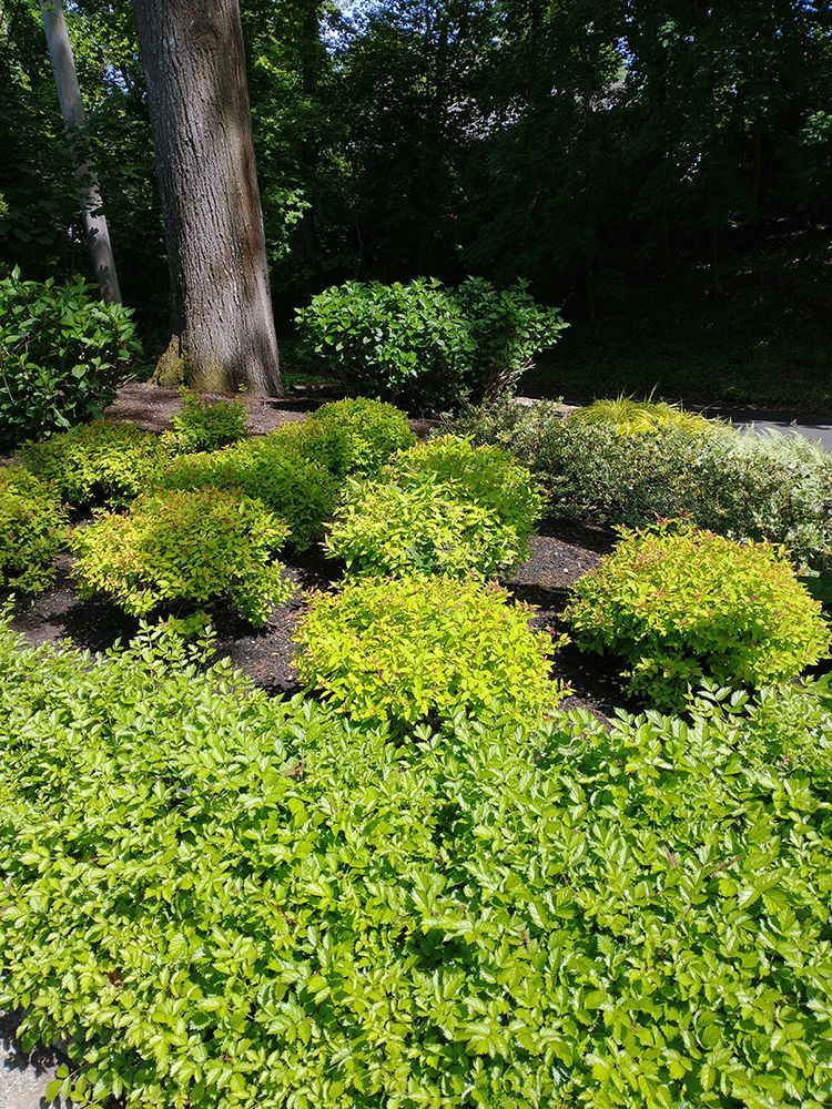 A garden filled with lots of green plants and trees
