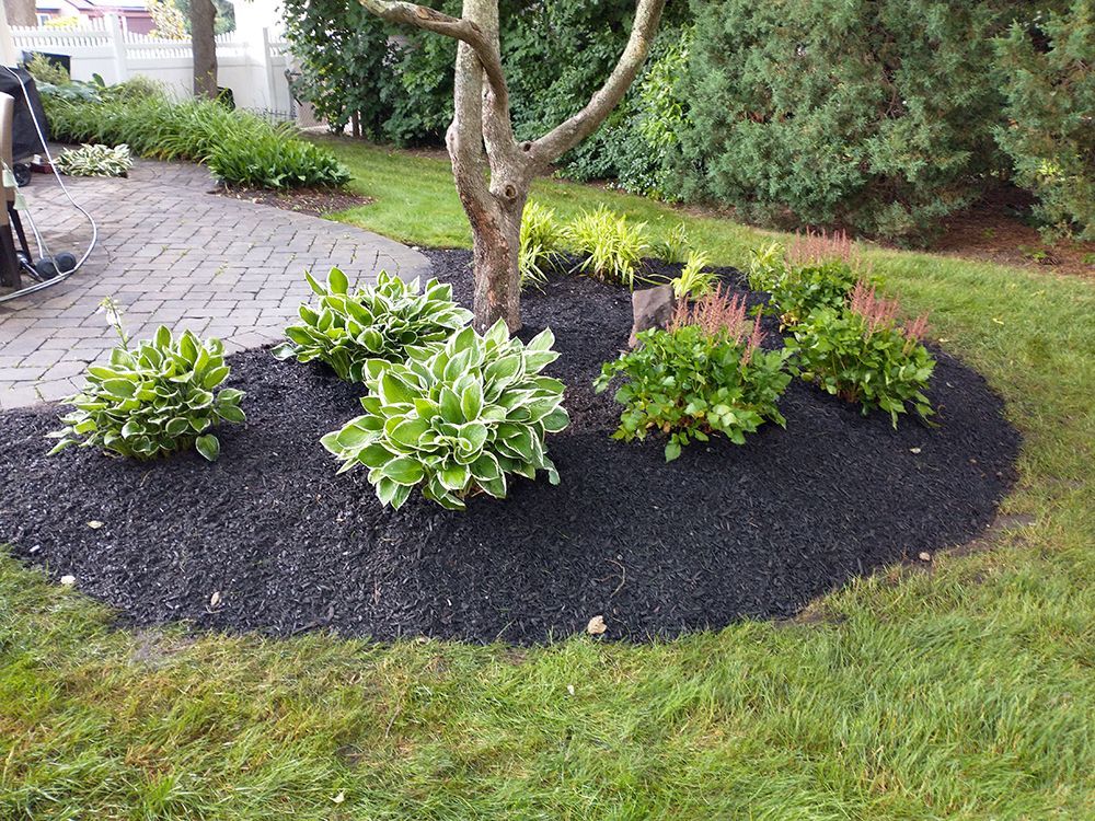 There is a tree in the middle of the garden surrounded by plants and mulch.
