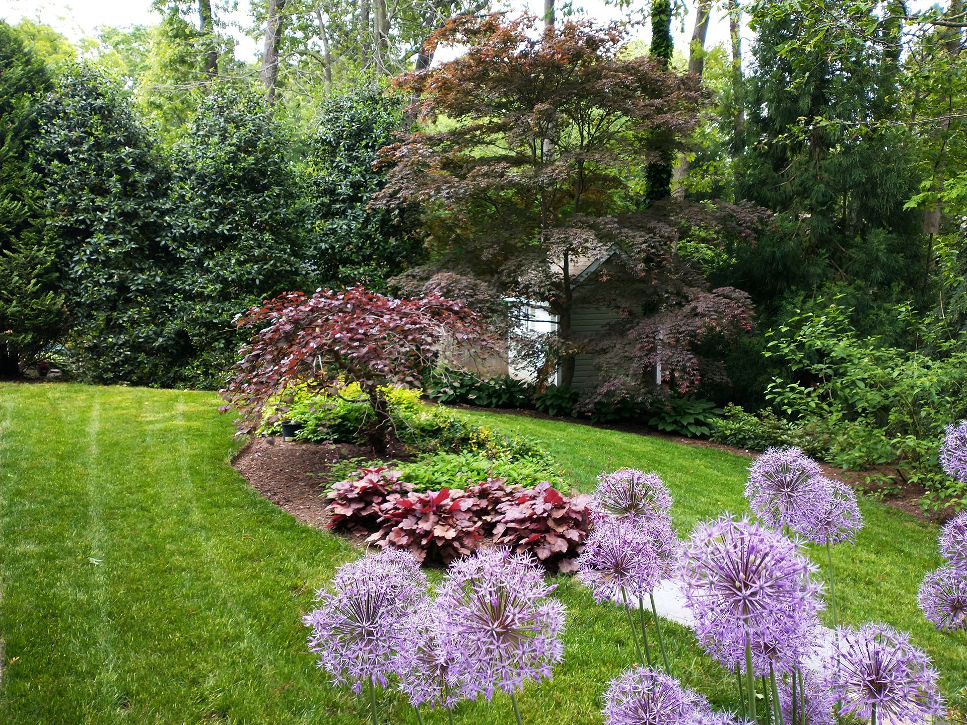 Garden with purple flowers