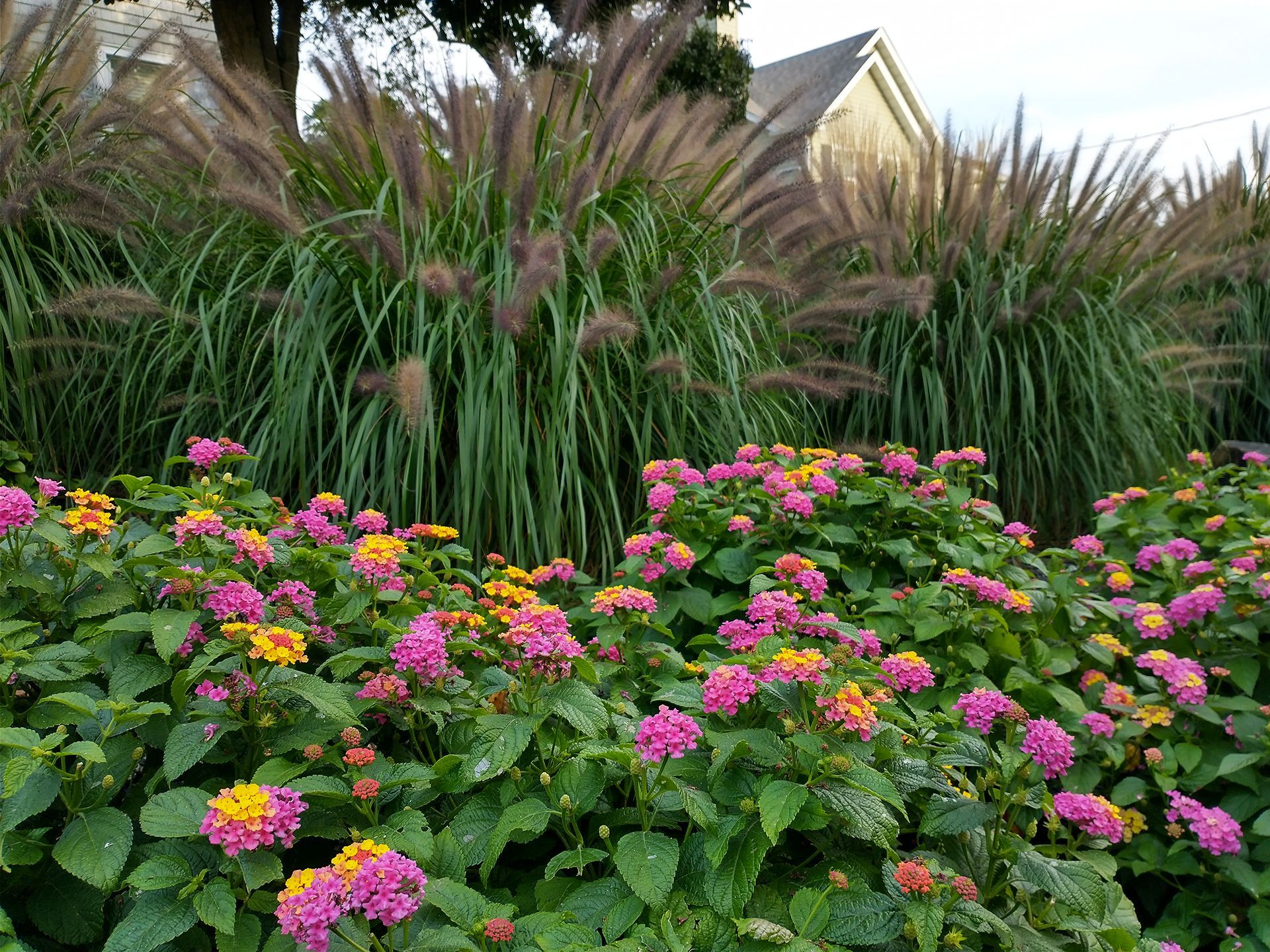 Bush with pink and yellow flowers