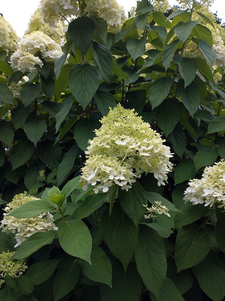 A bush with white flowers and green leaves