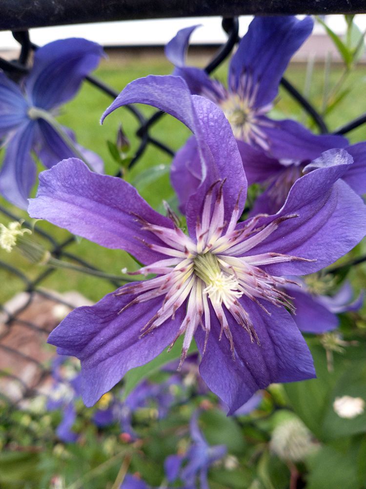 A close up of a purple flower with a white center