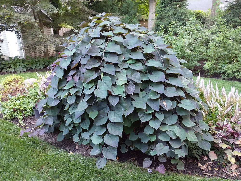 A bush with lots of leaves is growing in a garden.