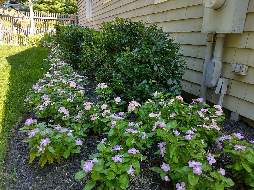 A row of purple flowers are growing in front of a house.