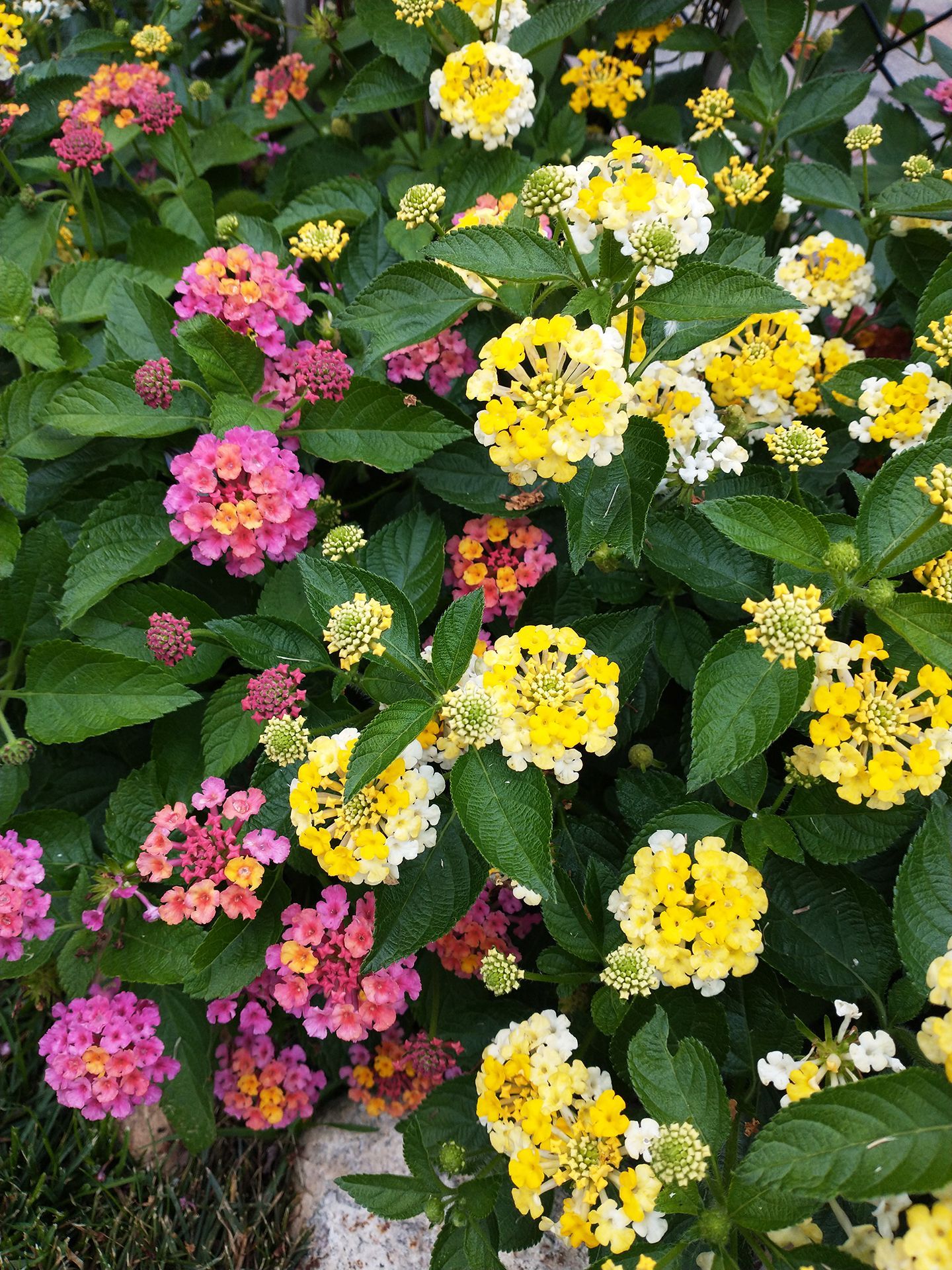 A bunch of different colored flowers are growing on a bush