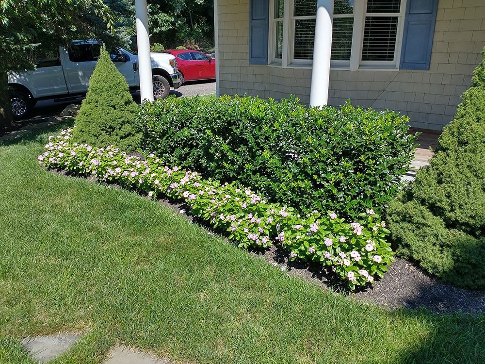 A row of bushes and flowers in front of a house.