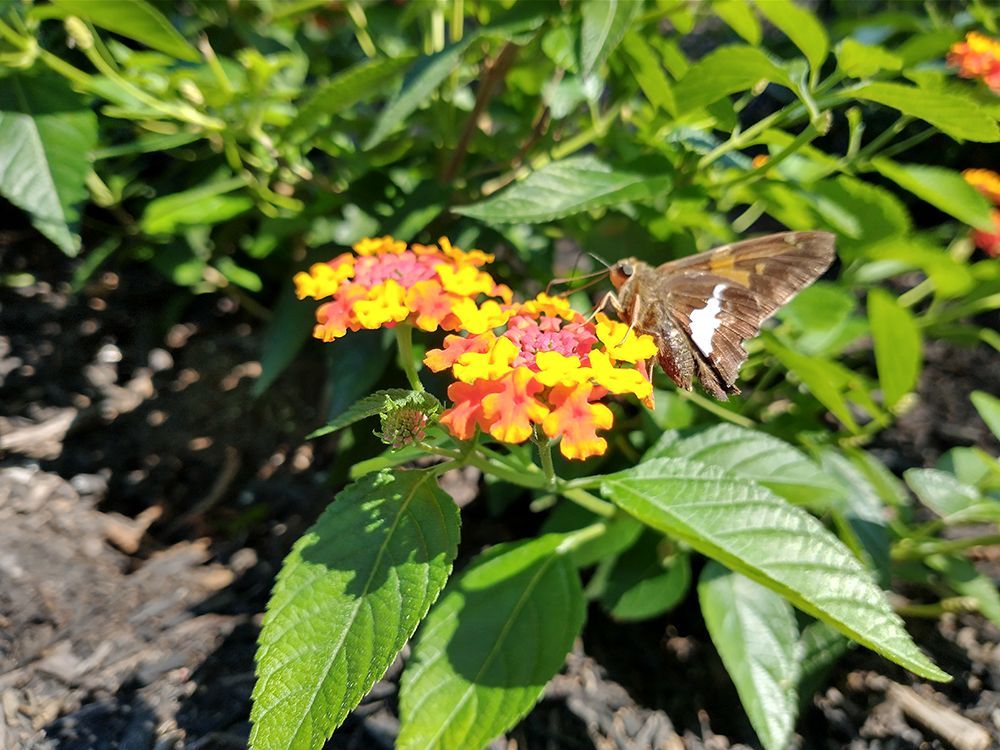 A butterfly is perched on a flower in a garden
