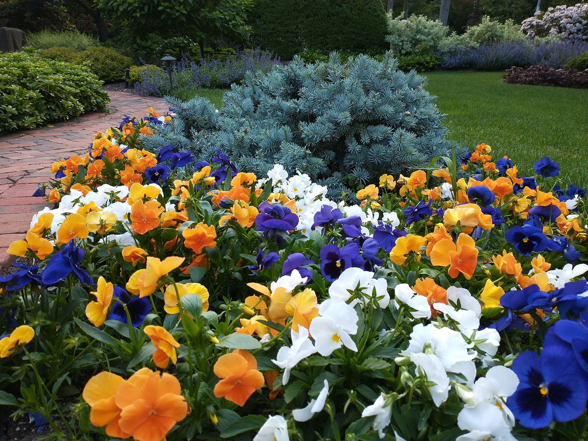 Orange, blue, and white flowers