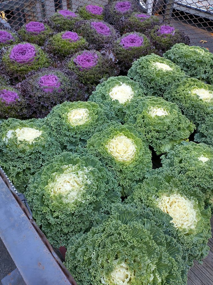 A bunch of green and purple cabbage heads are sitting on a table.