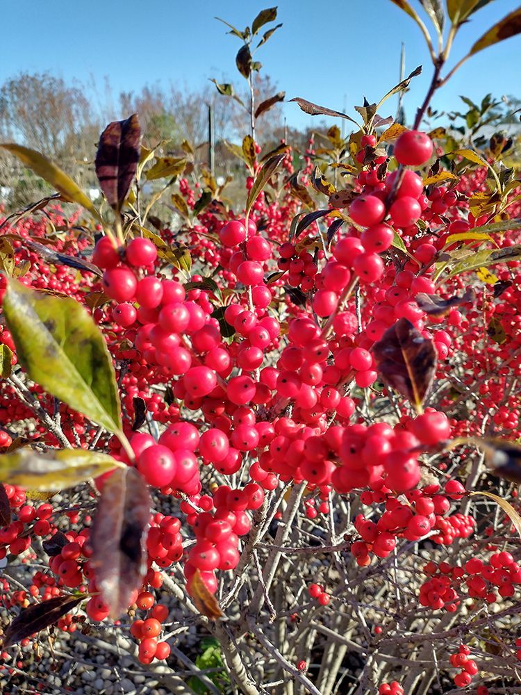 A bunch of red berries are growing on a tree.