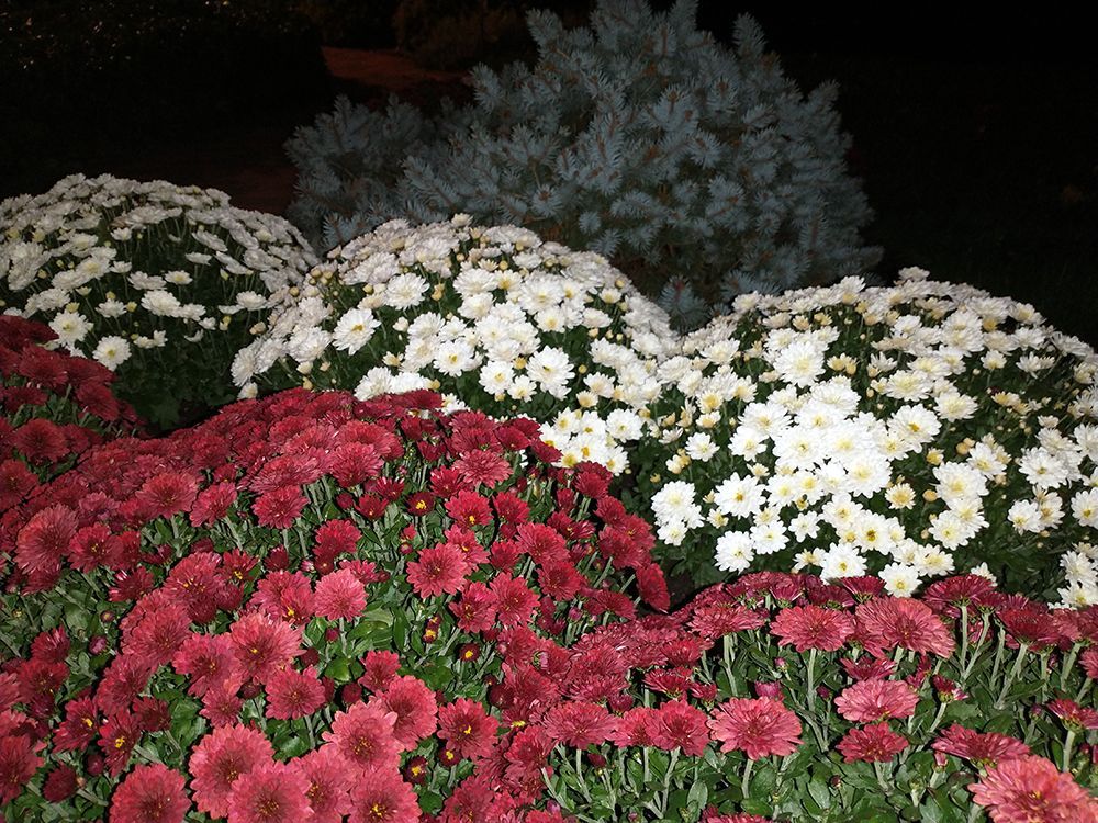 A bunch of red and white flowers in a garden
