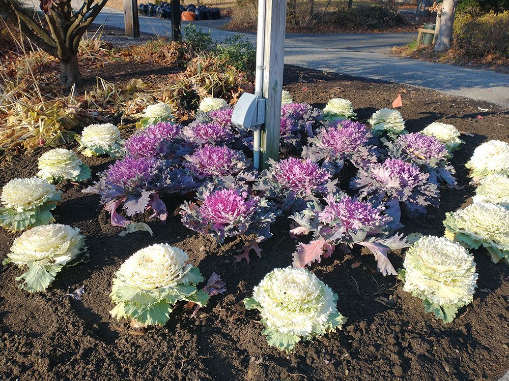 A bunch of purple and white flowers in a garden