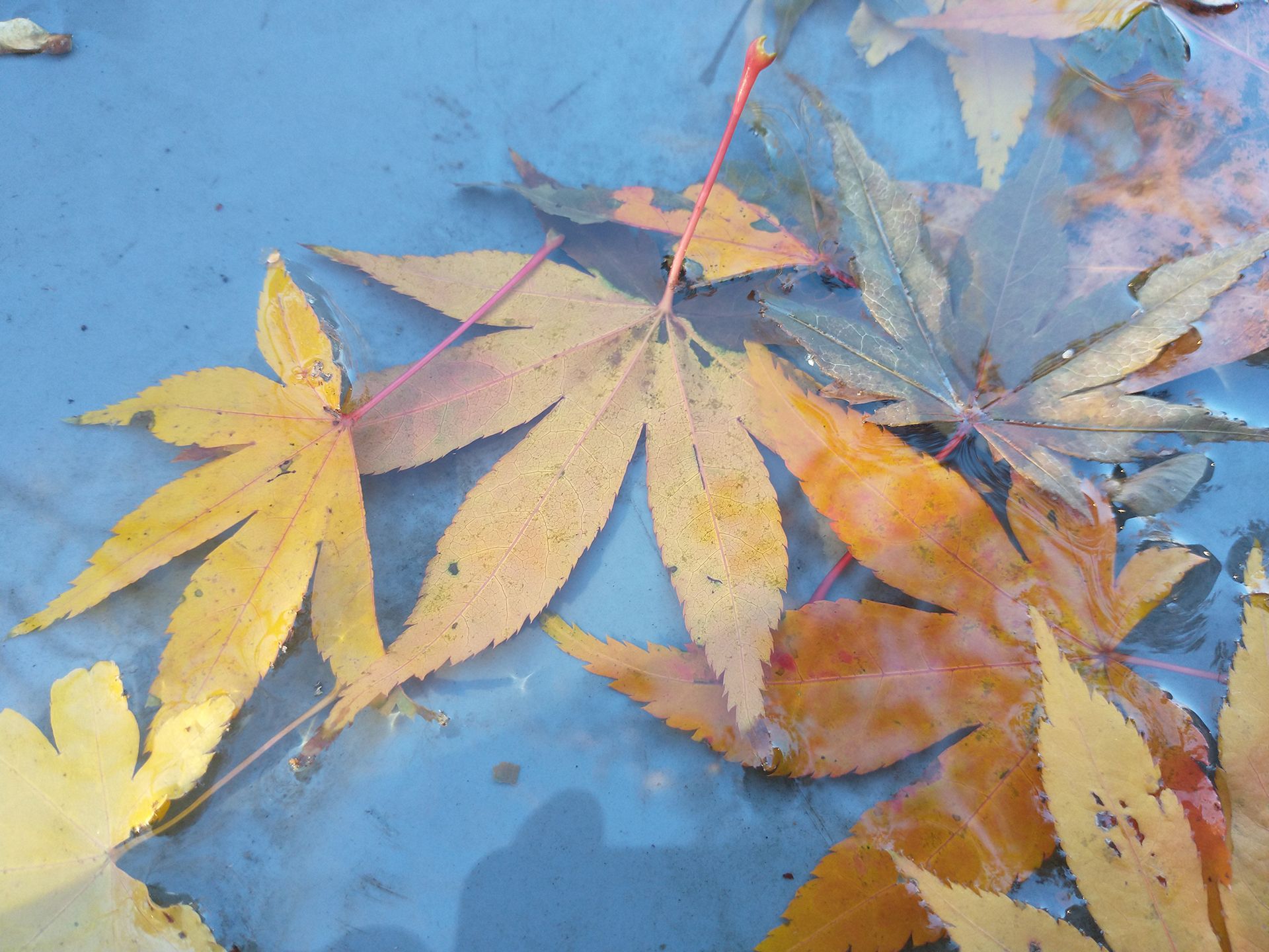 A bunch of leaves are floating on the surface