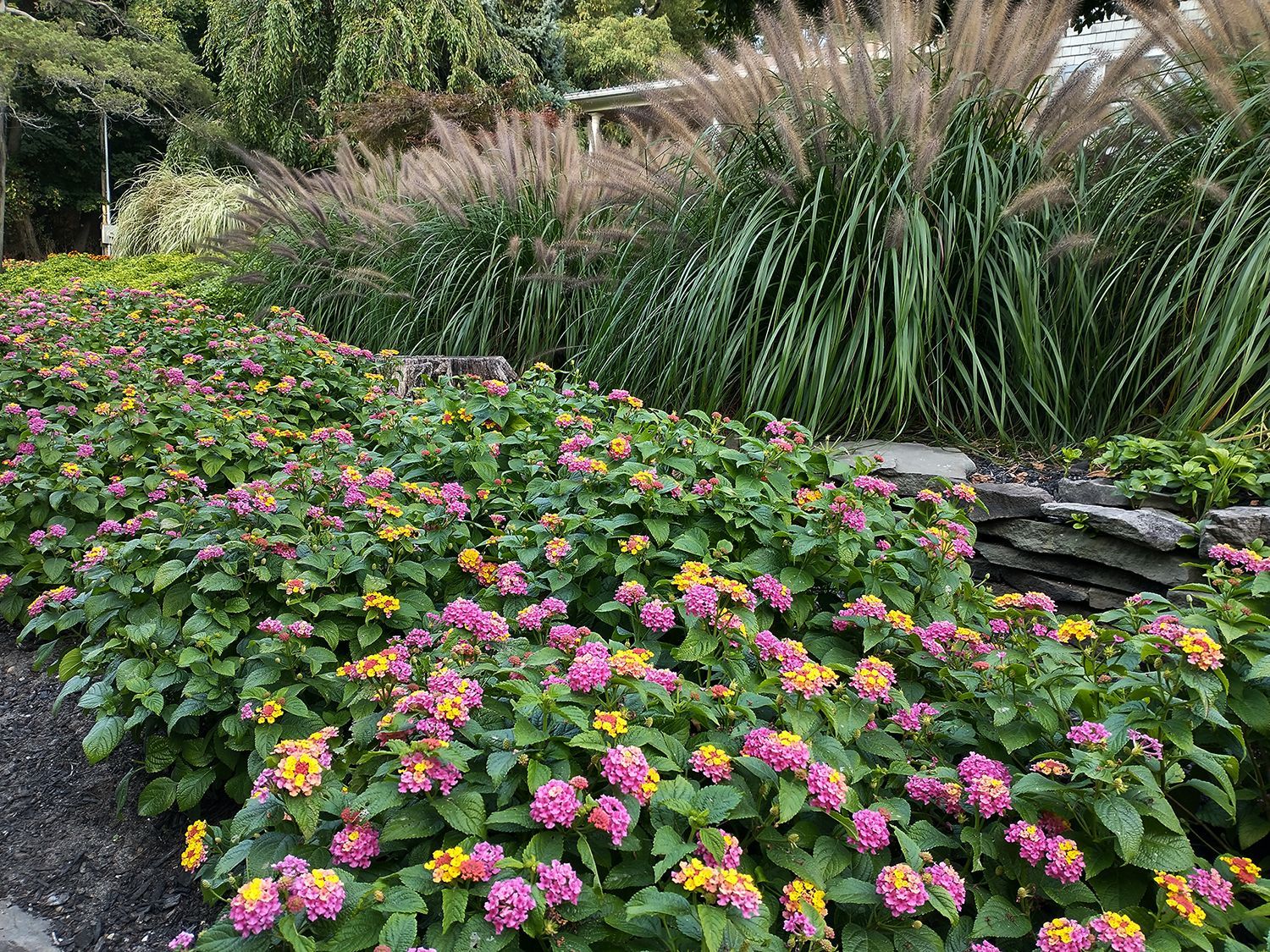 Garden with pink and yellow flowers