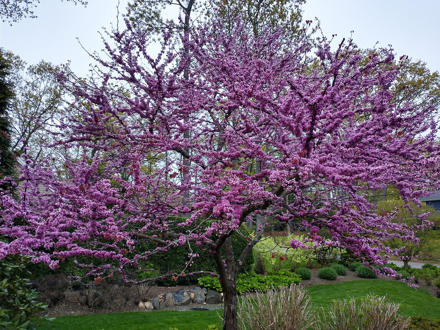 A tree with purple flowers on it in a park