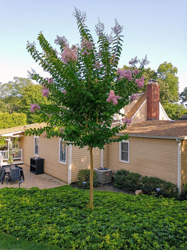 A tree with purple flowers is in front of a house.