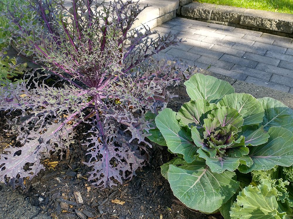 A bunch of plants are growing in the dirt next to a brick walkway.
