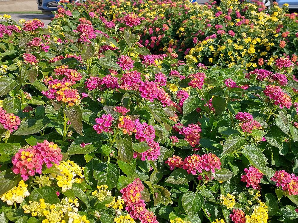 A bunch of pink and yellow flowers are growing in a garden