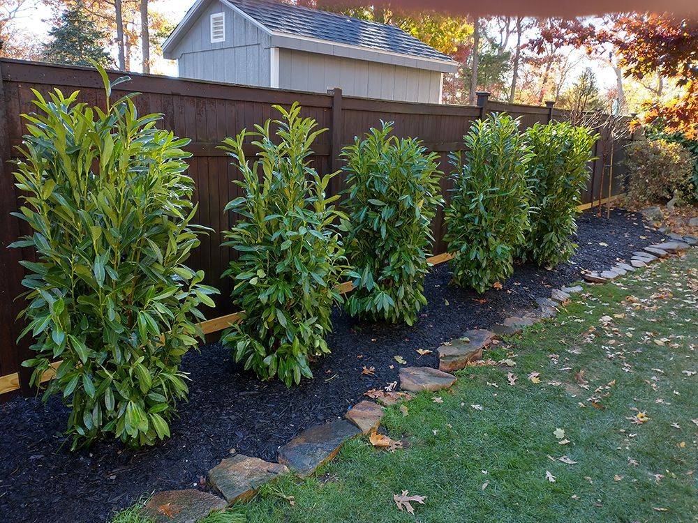 A row of shrubs growing next to a wooden fence in a backyard.