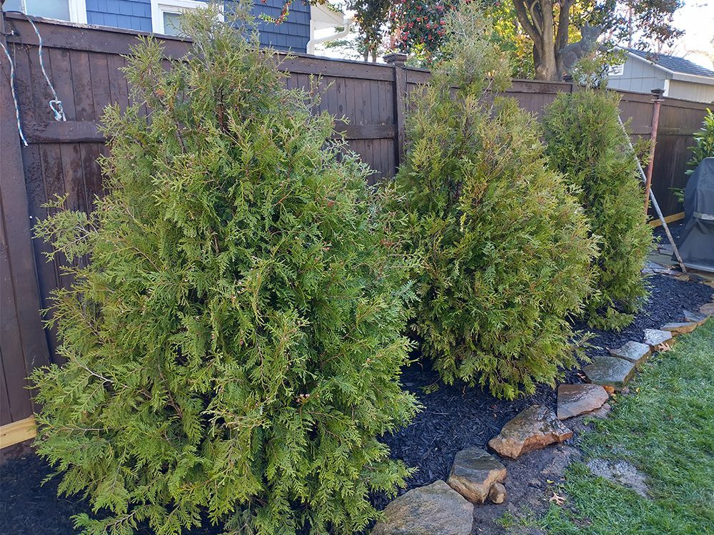 A row of trees growing next to a wooden fence in a backyard.