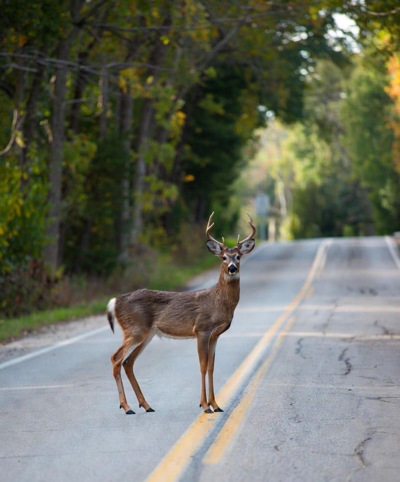 Auto Body Repair | Rockford, IL | Rockton Collision Center