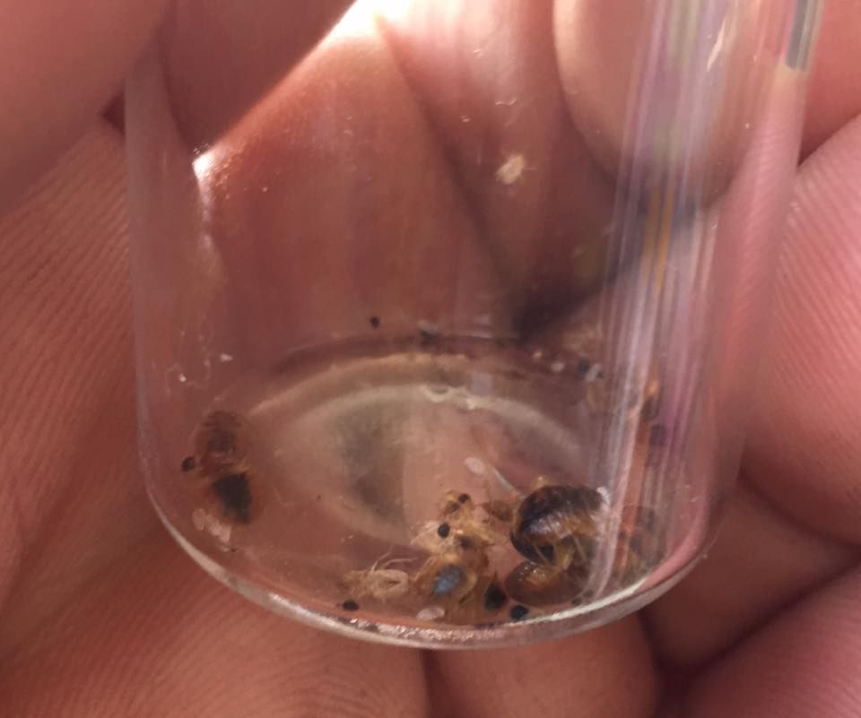 A person’s hands holding a glass vial containing small, dark-colored insect specimens and debris.